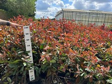 Photinia red robin for sale  MILTON KEYNES