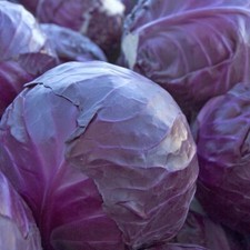 Red cabbage plug for sale  WOODBRIDGE