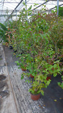 Kirschmyrte eugenia uniflora gebraucht kaufen  Düsseldorf