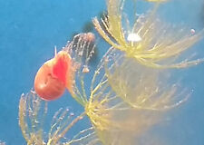 Planobarius corneus lumache usato Planobarius corneus lumache usato  Tivoli