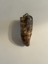 Antique animal horn for sale  LISKEARD