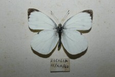 Large white pieris usato  Siracusa