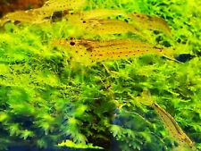 Amano great algae for sale  WORCESTER