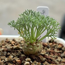 1.4cm succulent cactus for sale  Shipping to United Kingdom