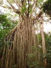 Ficus virens curtain usato  Torino