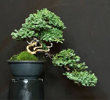 Ginepro giapponese bonsai usato  Venezia