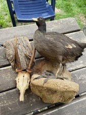 Rehgeweih jägernachlass gebraucht kaufen  Rattenberg