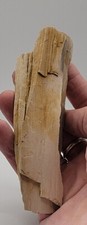 Fossile bois fossilisé d'occasion  Senlis