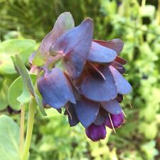 Cerinthe major purpurencens for sale  NORWICH