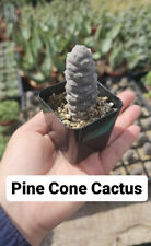 Cactus plant tephrocactus for sale  Garden Grove