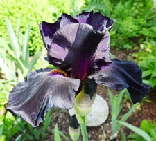 Iris black magic gebraucht kaufen  Neustadt a.d.Waldnaab