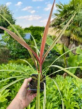 Keulenlilie cordyline red gebraucht kaufen  Dortmund