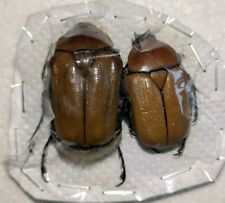 Hemichnoodes mniszechi pair for sale  WOKING