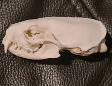 Genuine real bone for sale  RUGBY