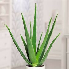Medium aloe vera for sale  Punta Gorda