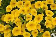 petunia plug plants for sale petunia plug plants for sale SWANLEY