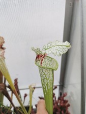 Sarracenia dana delight usato  Lanciano