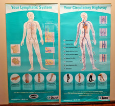 Large circulatory system for sale  Superior