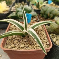 Agave white rhino usato  Porto Cesareo