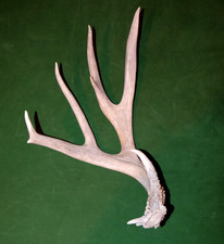 Mule deer antler for sale  Dubois