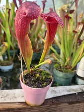 Sarracenia hybrid courtii for sale  Eugene