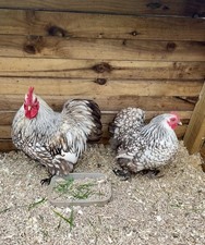Chocolate laced pekin for sale  EGREMONT