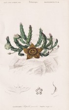 Stapelia Orbea Variegata Aasblume Gravure Botanique Stahlstich Orbigny 1861 comprar usado  Enviando para Brazil