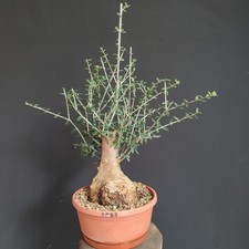 Pre bonsai shoin usato  San Pancrazio Salentino