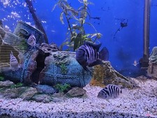 Convict ciclid fry d'occasion  Expédié en Belgium
