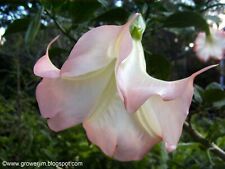 Brugmansia angel trumpet for sale  Apopka
