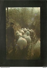 Animaux moutons pays d'occasion  Fruges