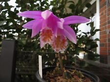 Pleione fandango fs3 for sale  Shipping to Ireland