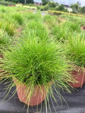 Bärenfell schwingel festuca gebraucht kaufen  Appen