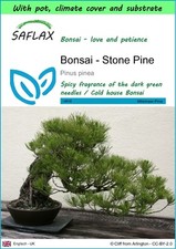 Saflax garden bonsai gebraucht kaufen  Münster