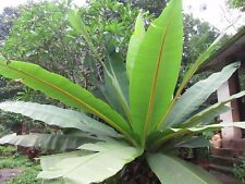 Ensete superbum cliff for sale  Walterboro