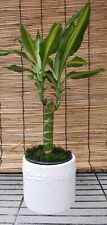Dracaena fragrans live for sale  Norwalk