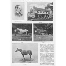 Epsom surrey horse for sale  GLASGOW