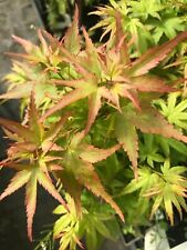 Japanese maple sharps for sale  USA