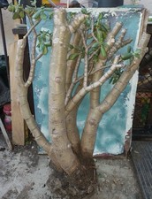 Huge old jade for sale  San Marcos
