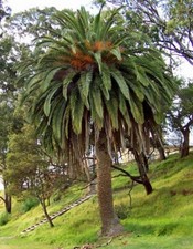 Phoenix canariensis canary for sale  San Francisco