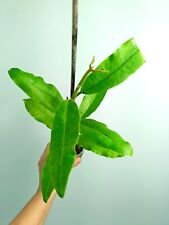 Hoya imperialis red usato  Massa di Somma