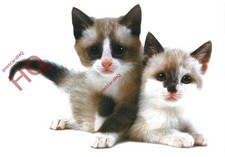 Picture postcard cats for sale  NEWCASTLE UPON TYNE