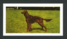 Irish setter 1961 for sale  COLEFORD