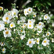 Anemone plant honorine for sale  BALLYMENA