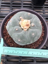 Beautiful cactus plant for sale  Sherman Oaks