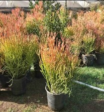 Firesticks pencil cactus for sale  Ontario