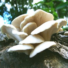 Florida oyster mushroom for sale  Mc Connell