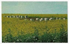 Hives bee colonies for sale  Arlington