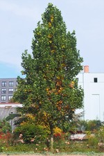 Liriodendron tulipifera fastig for sale  NEWRY