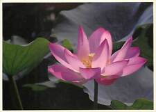 Plantes aquatiques lotus d'occasion  Fruges